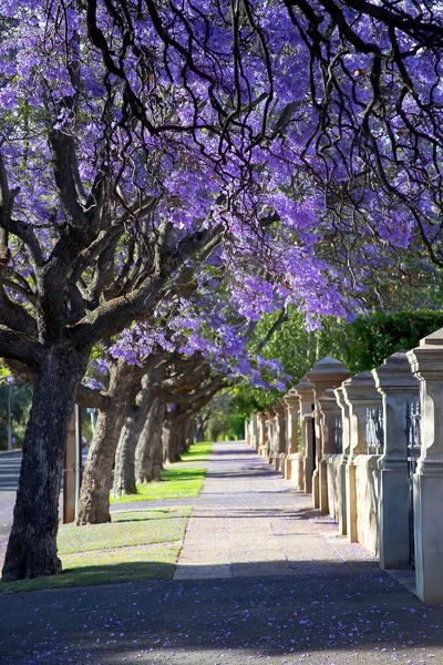 Güzel menekşe canlı jakaranda çiçek açtı. Şefkat. Güney Avustralya 'daki Jacaranda ağaçları. Bahar ya da yaz için mor çiçek. Romantik stil.