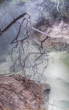 Yeni Zelanda 'nın Kuzey Adası' nın volkanik bölgesindeki Rotarua bölgesinde volkanik jeotermal aktivite bölgesinde bulunan sıcak kaynakların üzerindeki ölü ağaç dalları.