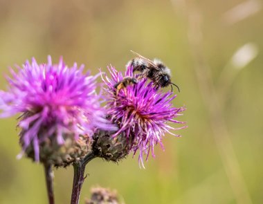 Bir yabanarısı pembe bir burdock çiçeğinin üzerine oturur Arctium lappa, yakın plan, böceğe odaklan. Doğada güzellik