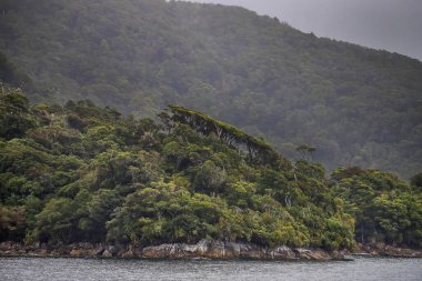 Şüpheli Ses Fiord, Yeni Zelanda 'da deniz manzarası, soğuk ve bulutlu bir havada yeşil kostüm ve yansıma. Doğada Güzellik