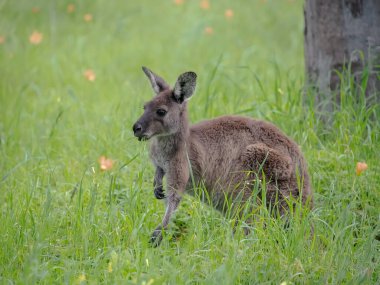 Çok tatlı küçük kanguru Avustralya 'daki çiçekler, vahşi yaşam ve doğadaki güzellik arasında yeşil bir çayırda otluyor.