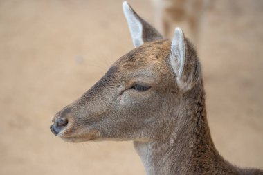 Güzel gözleri, uzun kirpikleri, büyük kulakları ve bulanık arka planı olan kahverengi dişi geyiklerin kafalarını kapatın. Hayvan portresi. 
