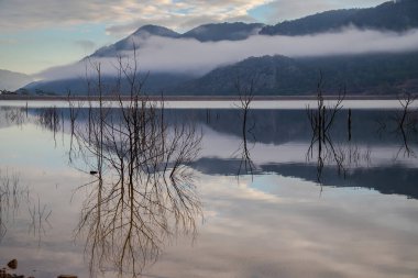 Ölü ağaçlar sabahın erken saatlerinde sakin göl suyuna yansıyor, Bellfield Gölü, Grampianlar, Güney Avustralya. Yüksek kalite fotoğraf