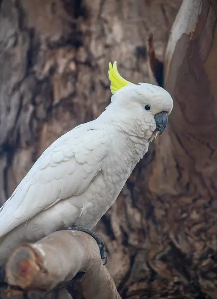 Avustralya 'da sülfür armalı papağan. Sarı armalı büyük beyaz bir kuş. Yakın plan. Yüksek kalite fotoğraf