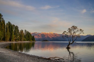Wanaka 'nın ünlü ağacı, gün doğumu, dağ ve göl manzarası. Wanaka Gölü, Yeni Zelanda, Güney Adası. - Evet. Güzel manzara