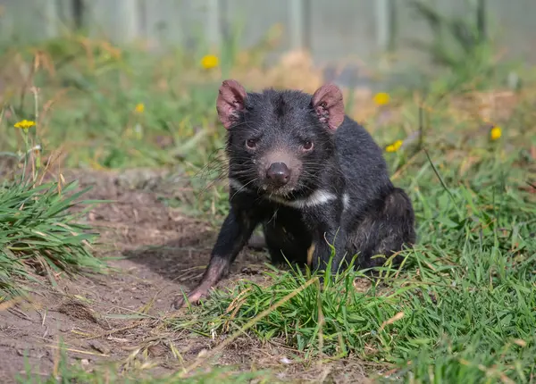 Tazmanya canavarı yeşil çimlerin üzerinde oturur. Nadir bir hayvan. Yakın plan. Yüksek kalite fotoğraf