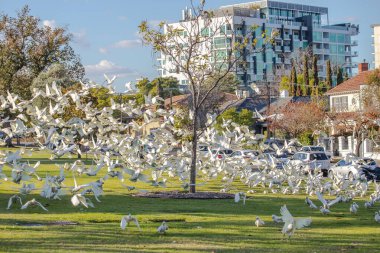 Büyük bir beyaz Corella papağanı sürüsü Adelaide, Avustralya 'daki bir parkta kameraya doğru uçuyor. Yüksek kalite fotoğraf