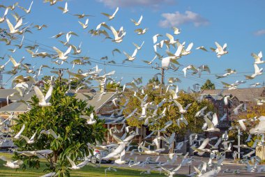 Büyük bir beyaz Corella papağanı sürüsü Adelaide, Avustralya 'daki bir parkta kameraya doğru uçuyor. Yüksek kalite fotoğraf