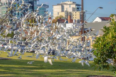 Büyük bir beyaz Corella papağanı sürüsü Adelaide, Avustralya 'daki bir parkta kameraya doğru uçuyor. Yüksek kalite fotoğraf