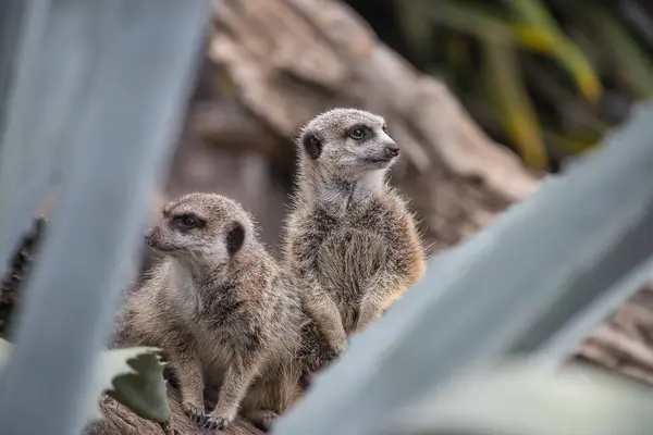 stock image Two very cute meerkats, sit and watch carefully, guard. Close-up. High quality photo