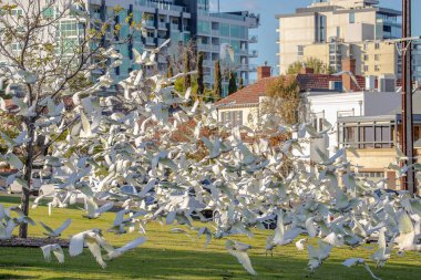 Büyük bir beyaz Corella papağanı sürüsü Adelaide, Avustralya 'daki bir parkta kameraya doğru uçuyor. Yüksek kalite fotoğraf