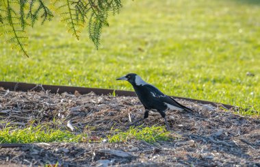 Australian magpie close up, sitting on a ground, birds in the city. High quality photo clipart