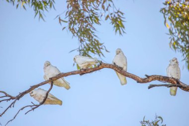 Avustralya 'nın Adelaide kentindeki bir parkta mavi gökyüzü arka planındaki yeşil ağaç dalında birkaç küçük beyaz Corella papağanı oturuyor. Yüksek kalite fotoğraf