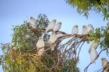 Avustralya 'nın Adelaide kentindeki bir parkta mavi gökyüzü arka planındaki yeşil ağaç dalında birkaç küçük beyaz Corella papağanı oturuyor. Yüksek kalite fotoğraf