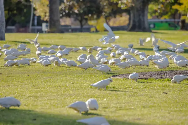 Adelaide, Avustralya 'daki bir parkta yeşil çimlerin üzerinde büyük bir beyaz Corella papağanı sürüsü. Yüksek kalite fotoğraf