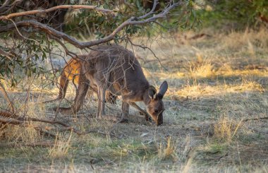 Cute wild young kangaroo grazing close-up, animal portrait, Australian wildlife. High quality photo clipart