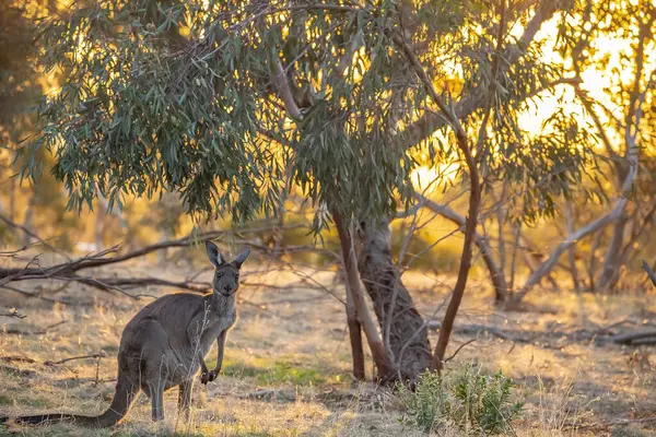 stock image Cute wild young kangaroo grazing close-up, animal portrait, Australian wildlife. High quality photo