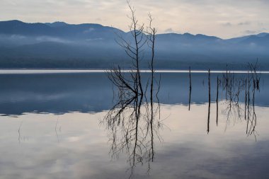 Ölü ağaçlar sabahın erken saatlerinde sakin göl suyuna yansıyor, Bellfield Gölü, Grampianlar, Güney Avustralya. Yüksek kalite fotoğraf