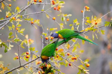 Yeşil lori papağanları böğürtlen yer, Avustralya kuşları doğada. Yüksek kalite fotoğraf