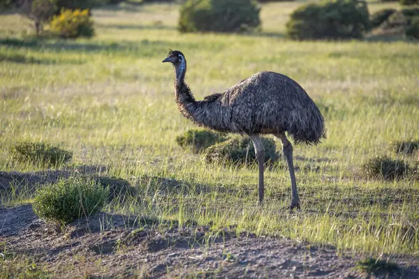 Emu, Avustralya 'nın büyük kuşu, vahşi yaşam. Yüksek kalite fotoğraf