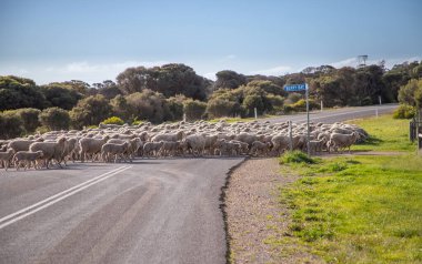 Avustralya 'da bir çiftlikteki koyun sürüsü tarımsal bir resimle karşıdan karşıya geçiyor. Yüksek kalite fotoğraf
