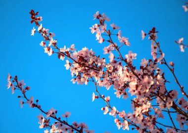 Pembe sakura çiçekleri, kiraz çiçekleri, çiçek açan ağaç, bahar, yakın plan. Yüksek kalite fotoğraf
