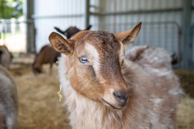 Domestic goats close up, farm life, pets. High quality photo clipart