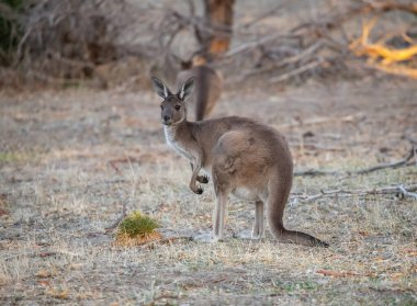 Yakından otlayan sevimli, genç kanguru, hayvan portresi, Avustralya yaban hayatı. Yüksek kalite fotoğraf