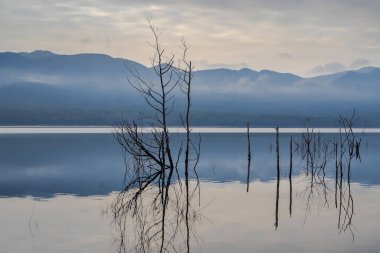 Ölü ağaçlar sabahın erken saatlerinde sakin göl suyuna yansıyor, Bellfield Gölü, Grampianlar, Güney Avustralya. Yüksek kalite fotoğraf