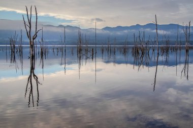 Ölü ağaçlar sabahın erken saatlerinde sakin göl suyuna yansıyor, Bellfield Gölü, Grampianlar, Güney Avustralya. Yüksek kalite fotoğraf