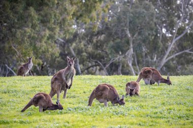 Cute wild kangaroos are grazing close-up, animal portrait, Australian wildlife. High quality photo clipart