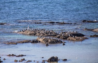 Okyanustaki kuşlar, pelikanlar ve martılar, deniz manzarası, Avustralya kıyıları. Yüksek kalite fotoğraf