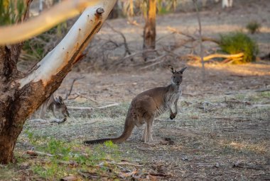 Güzel okyanus manzarası, sahil önü, mavi gökyüzü ve arka planda bulutlar. Yüksek kalite fotoğraf