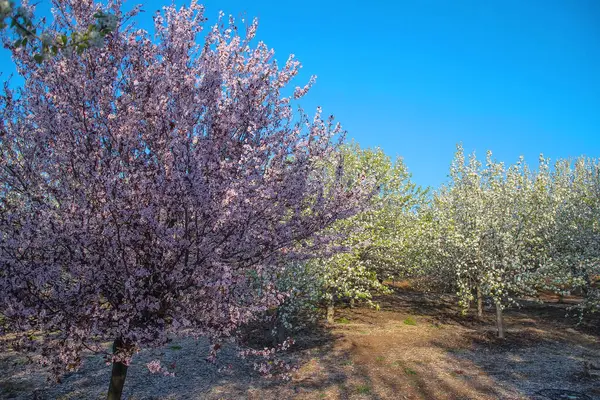 Pembe ve beyaz sakura ağaçları, kiraz çiçekleri, çiçek açan bahçe, bahar. Yüksek kalite fotoğraf