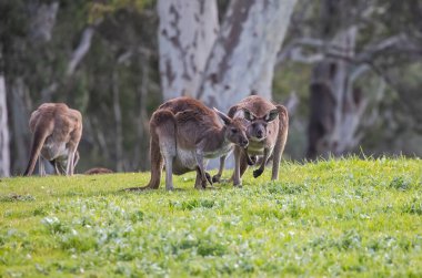 Cute wild kangaroos are grazing close-up, animal portrait, Australian wildlife. High quality photo clipart