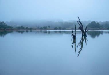 Ölü ağaçlar sabahın erken saatlerinde sakin göl suyuna yansıyor. Güney Avustralya 'da ilginç bir manzara. Yüksek kalite fotoğraf