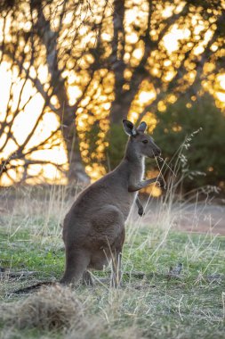 Cute wild young kangaroo grazing close-up, animal portrait, Australian wildlife. High quality photo clipart