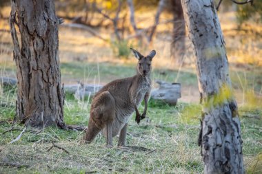 Yakından otlayan sevimli, genç kanguru, hayvan portresi, Avustralya yaban hayatı. Yüksek kalite fotoğraf