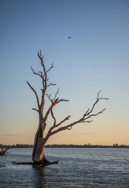 Suda duran ölü ağaçlar, sıradışı manzara, Berri Gölü, Güney Avustralya. Yüksek kalite fotoğraf