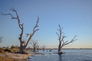 Suda duran ölü ağaçlar, sıradışı manzara, Berri Gölü, Güney Avustralya. Yüksek kalite fotoğraf