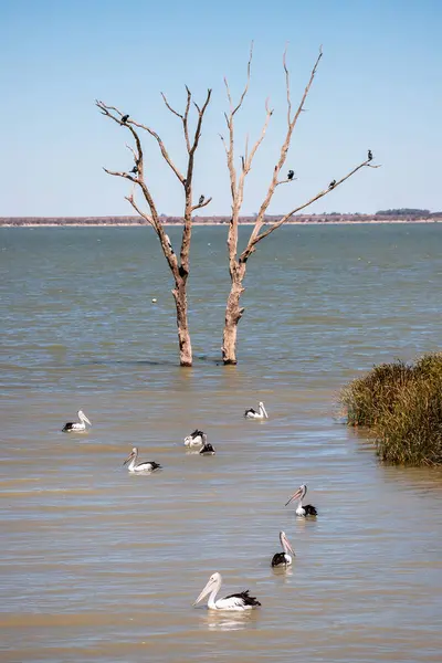 Güney Avustralya 'da suda yüzen pelikanlar, yaklaşın. Yüksek kalite fotoğraf