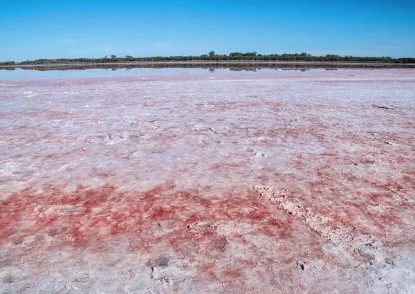 Avustralya 'da pembe tuz gölü, yakından pembe tuz, alışılmadık manzara, ön plana odaklanma. Yüksek kalite fotoğraf