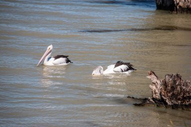 Güney Avustralya 'da suda yüzen iki pelikan, yaklaşın. Yüksek kalite fotoğraf