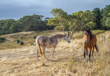 Tarlada otlayan gri ve kestane atları, kuru otlar, çiftlikte hayat. Yüksek kalite fotoğraf