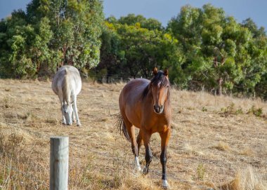 Tarlada otlayan gri ve kestane atları, kuru otlar, çiftlikte hayat. Yüksek kalite fotoğraf