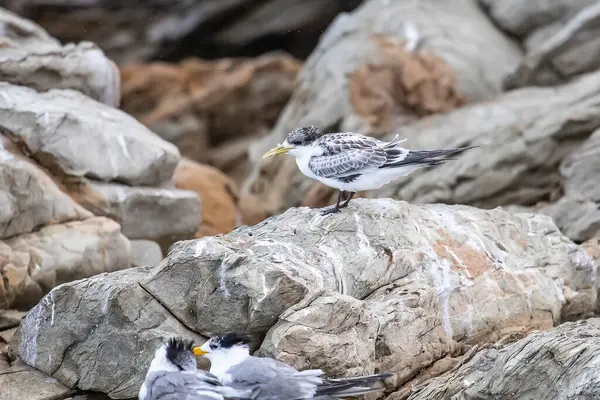 Stock image Seagulls sitting on the beach, stones, South Australia, close up. High quality photo