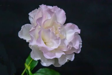 Pembe gül, yakın plan, narin renk, güzel çiçek, ilginç bir arka plan. Yüksek kalite fotoğraf