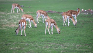 Bir grup genç Blackbuck antilobu yeşil bir çayırda otluyor, vahşi yaşam. Yüksek kalite fotoğraf