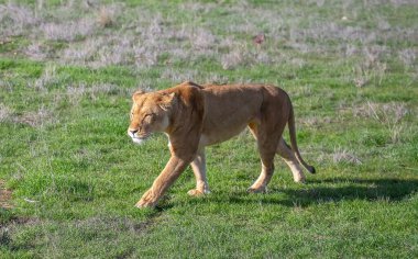 Bir dişi aslan yeşil çimlerde sakince yürür, vahşi yaşam fotoğrafı. Yüksek kalite fotoğraf