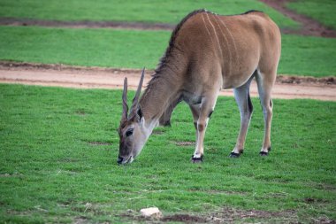 Yeşil bir çayırda otlayan boynuzlu Blackbuck antilopları, vahşi yaşam. Yüksek kalite fotoğraf